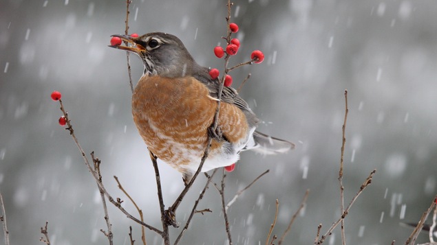 Un merle d'Amérique, perché sur une branche d'arbre alors qu'il neige, croque un petit fruit.