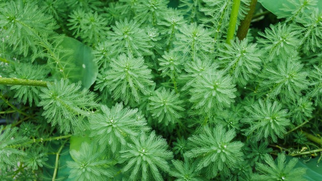 Des plants de myriophylle à épi sous l'eau.