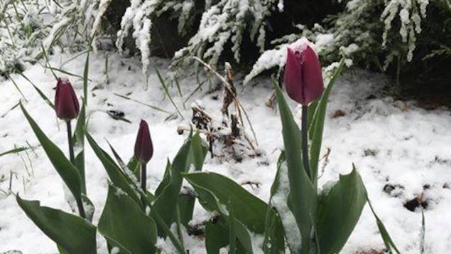 Des tulipes toutes entourées de neige.