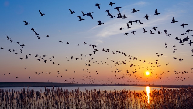 Des oies en plein vol devant un coucher de soleil.