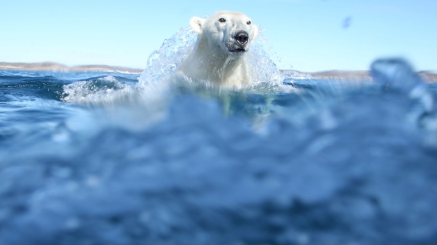 Un ours polaire sort de la mer et semble être surpris par le photographe. De l'eau coule sur la tête de l'animal en pleine action.