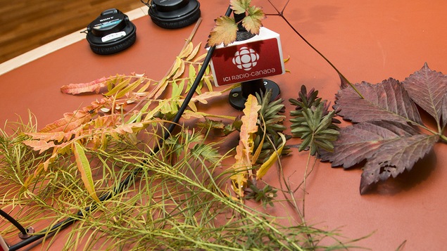 Des feuilles d'arbustes et de plantes ayant revêtu leurs couleurs automnales