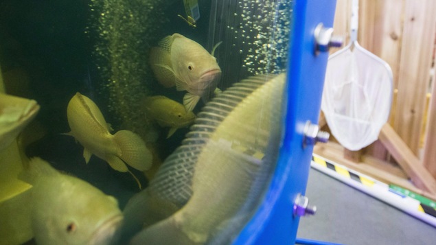 Des tilapias dans un bassin d'élevage en aquaponie.