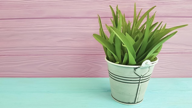 Une plante dans un pot, posée sur une étagère bleu contre un fond rose.