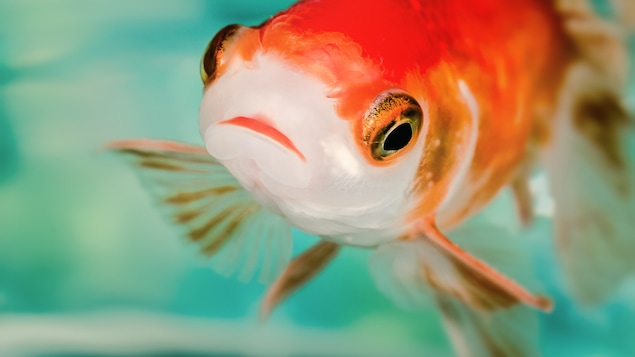 Gros plan sur cyprin doré, ou poisson rouge, nageant dans l'eau.