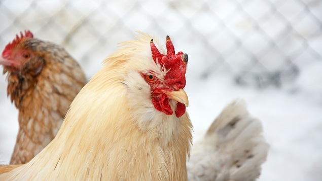 Des poules en hiver.