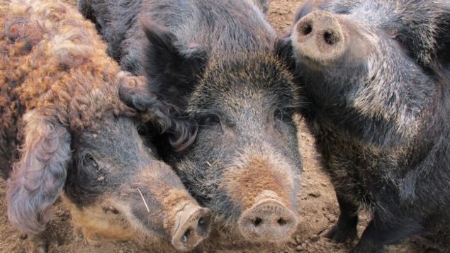 Trois sangliers d'élevage entassés devant la caméra