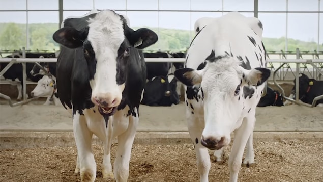 Deux vaches dans une publicité des producteurs de lait du Québec.