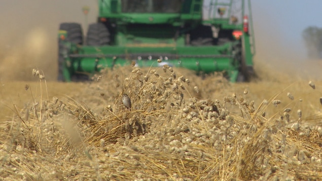 Un véhicule agricole avance dans un champ où se trouvent des épis et des oiseaux.