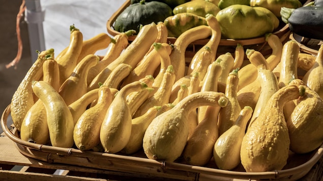 Des courges Crookneck sont disposées dans un panier.
