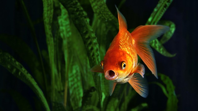 Un poisson rouge nage dans un bocal.