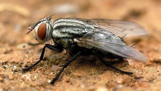 Très gros plan d'une mouche.
