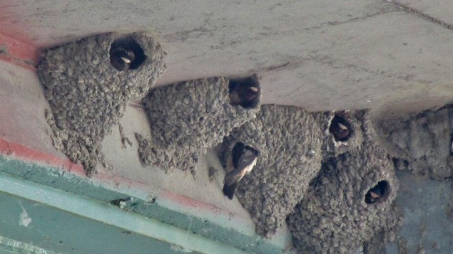 Gros plan sur cinq nids de terre séchée dans lesquels on voit la tête d'hirondelles.
