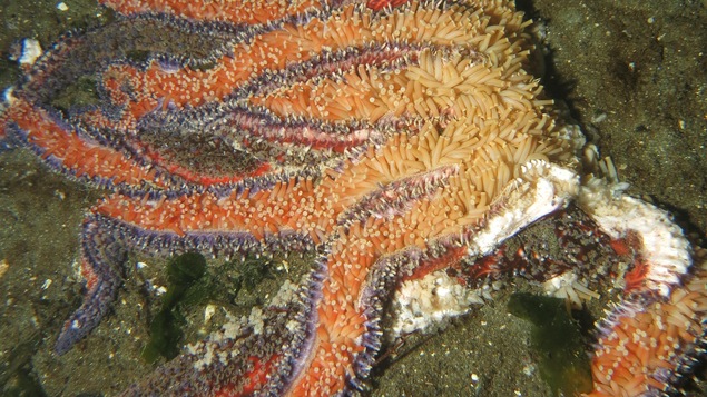 Une étoile de mer tournesol malade, sur le point de mourir.