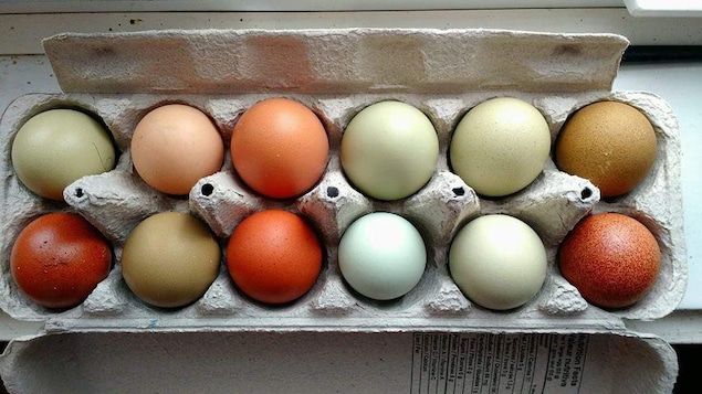 Oeufs pigments