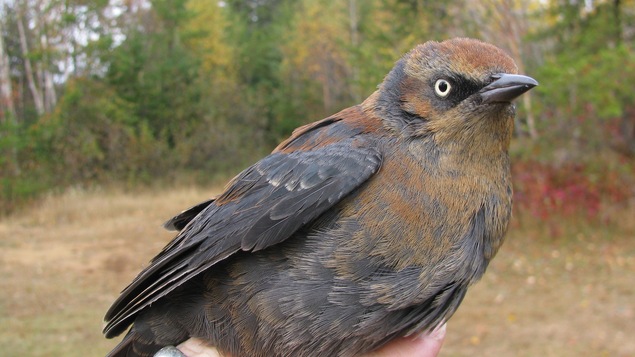 L’Observatoire d’oiseaux de Tadoussac reçoit une subvention de 60 000$