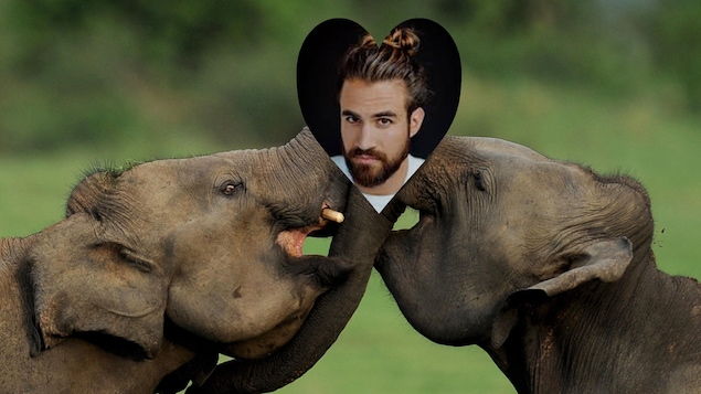 Jay du Temple, animateur d'Occupation Double, dans une vignette en forme de coeur sur un fond d'éléphants qui s'embrassent.