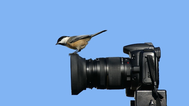 Un petit oiseau se pose sur la lentille d'un appareil photo, sur fond bleu.