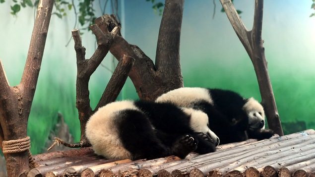 Deux bébés pandas endormis sur un toit au centre de conservation des pandas géants, en Chine.
