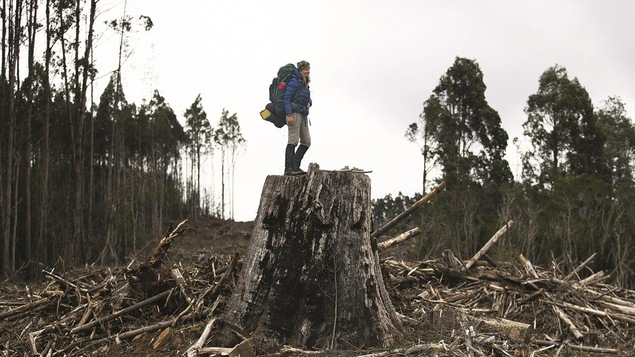 Photo de Sarah Marquis qui se tient sur une immense souche d'arbre dans une forêt.