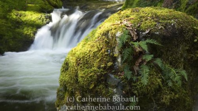 Une photo en forêt montre un rocher en avant plan avec une petite chute d'eau à l'arrière.