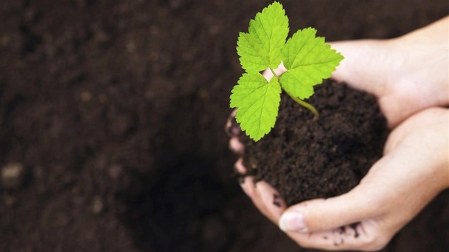 Une plante verte et de la terre tenues entre deux mains.