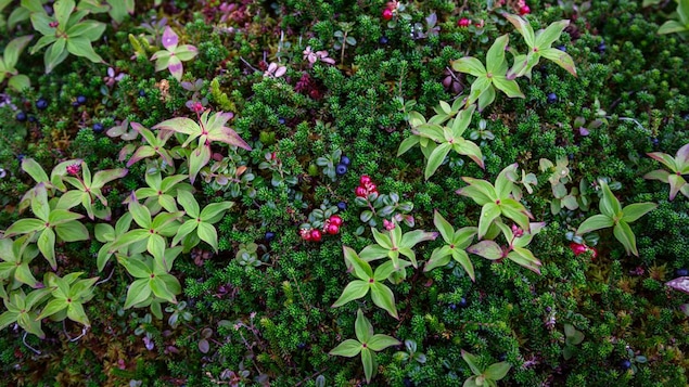 Photo en gros plan de petites plantes et de petits fruits dans la nature.