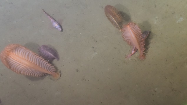 Plumes de mer et sébastes dans l'eau