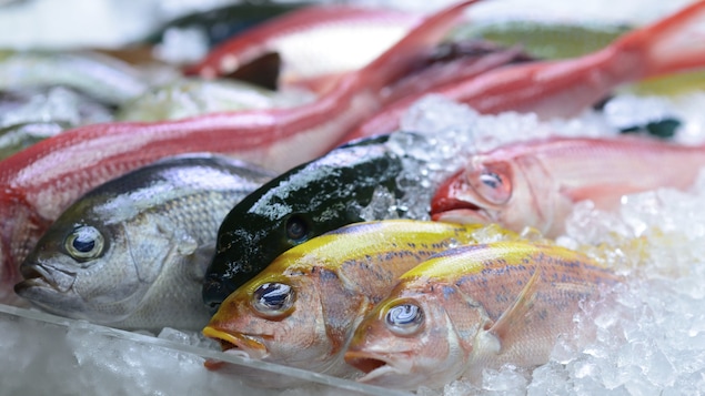 Du poisson sur les étalages