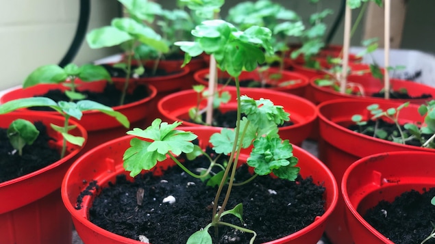 Plusieurs petits pots remplis de terre contiennent des jeunes pousses de fines herbes.