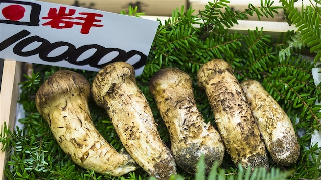 Le champignon matsutake se détaille à prix d'or au Japon.