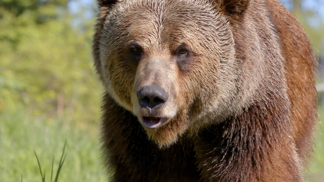 Boo le grizzly marche dans la nature