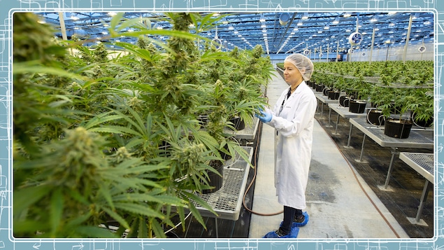 Une employée de la compagnie Hexo Corp. examine des plants de cannabis dans une serre.