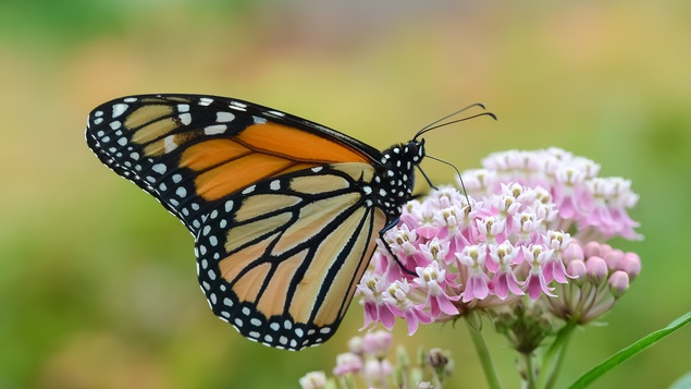 Un papillon monarque butine le nectar de fleurs d'asclépiades.