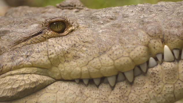 Un crocodile
