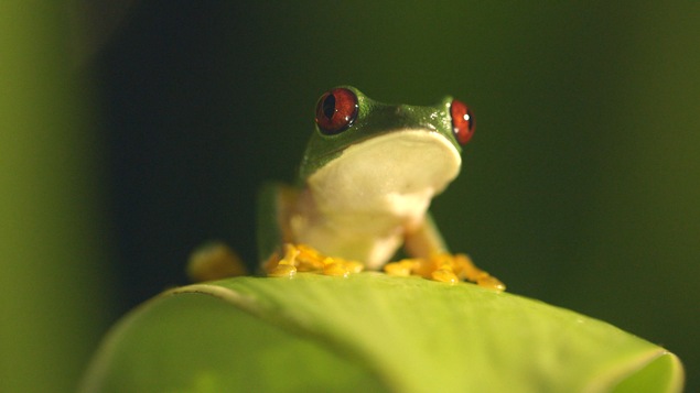 Une grenouille sur une feuille