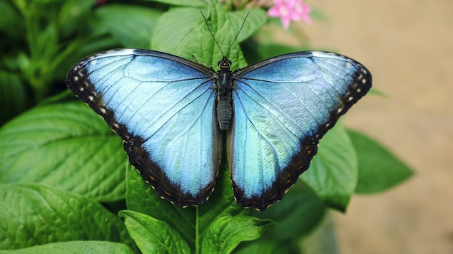 Un papillon bleu