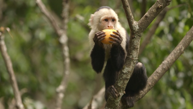Un singe qui mange un fruit.