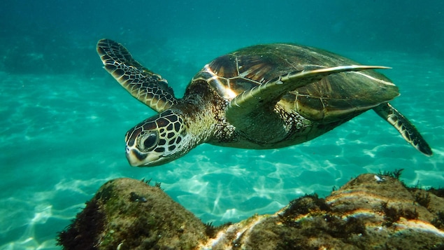 Une tortue de mer