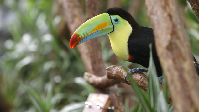 Un toucan sur une branche