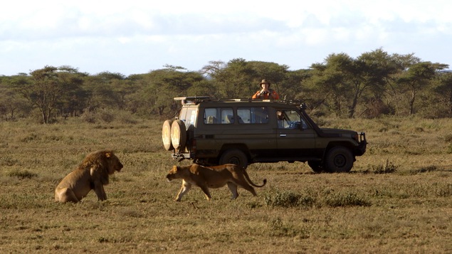 Ils sont proches, ces lions!