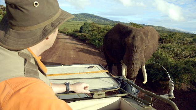 Zimbo l'éléphant a de bien grandes oreilles.
