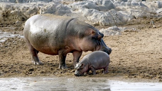 Les hippopotames aiment se baigner.