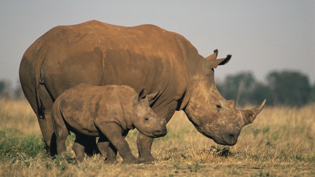 Les rhinocéros sont de très grosses bêtes!
