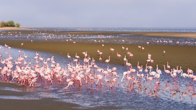 C'est fou ce qu'il y a de beaux oiseaux en Afrique.