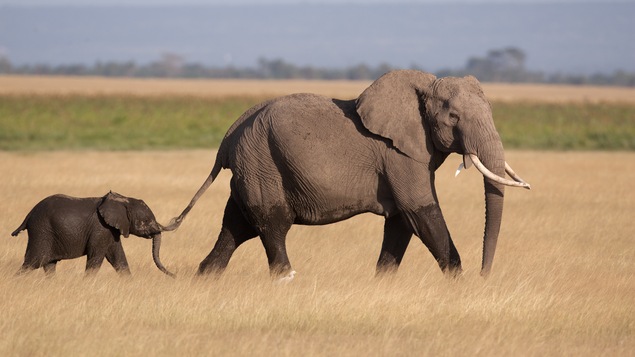 La maman éléphant protège bien son bébé.