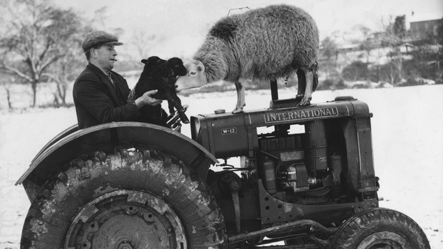Un fermier s'amuse avec deux jeunes agneaux et leur mère en 1937.