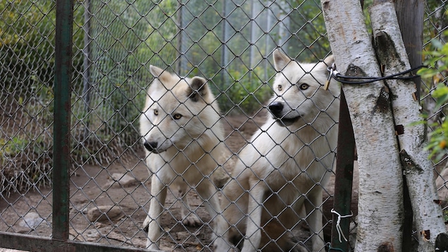 Deux coyotes dans un enclos.