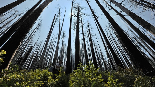 Arbres brûlés et régénération de la flore dix ans après un feu de forêt.