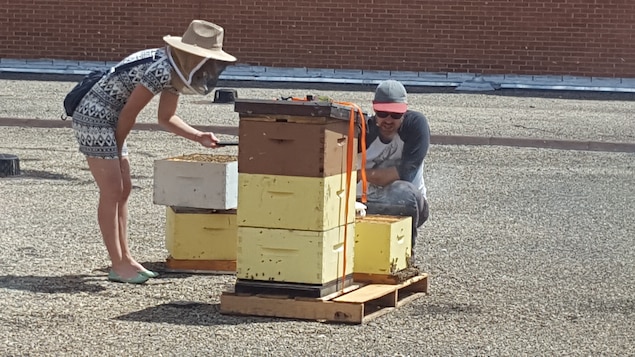 Un apiculteur explique les soins à apporter aux abeilles urbaines.